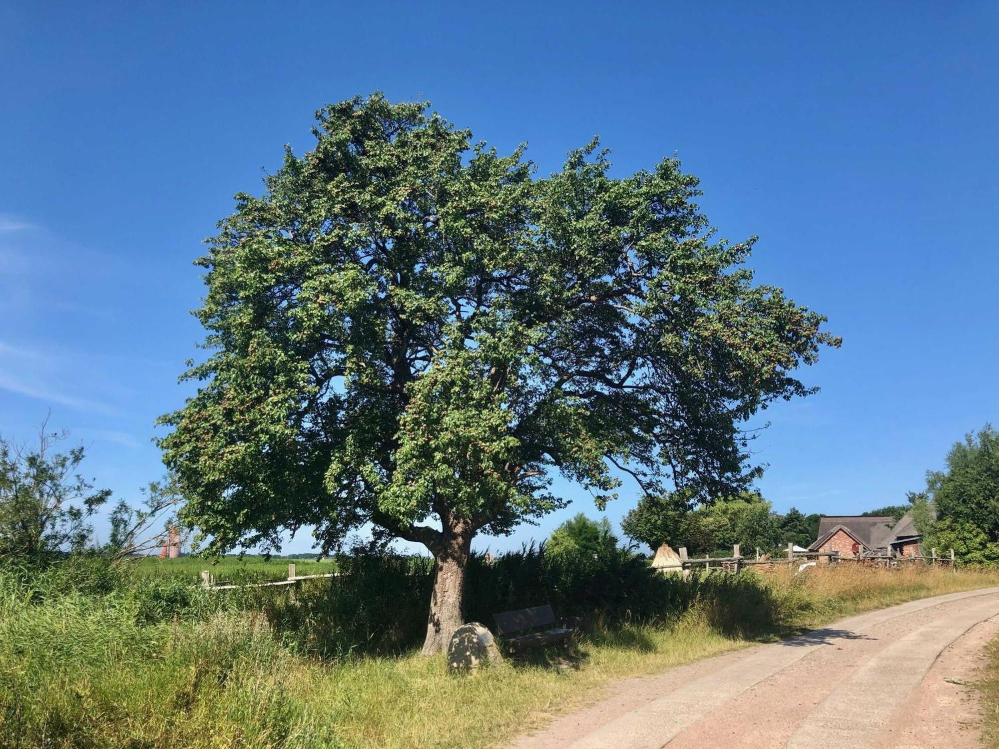 Boddenblick Fw Marlen Villa Barnstorf Bagian luar foto